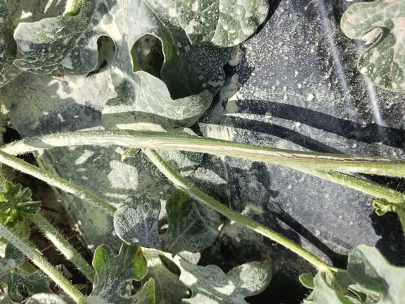 هل هذه اللفحة وقفت ولا شغاله وايه احسن بتجبها؟!